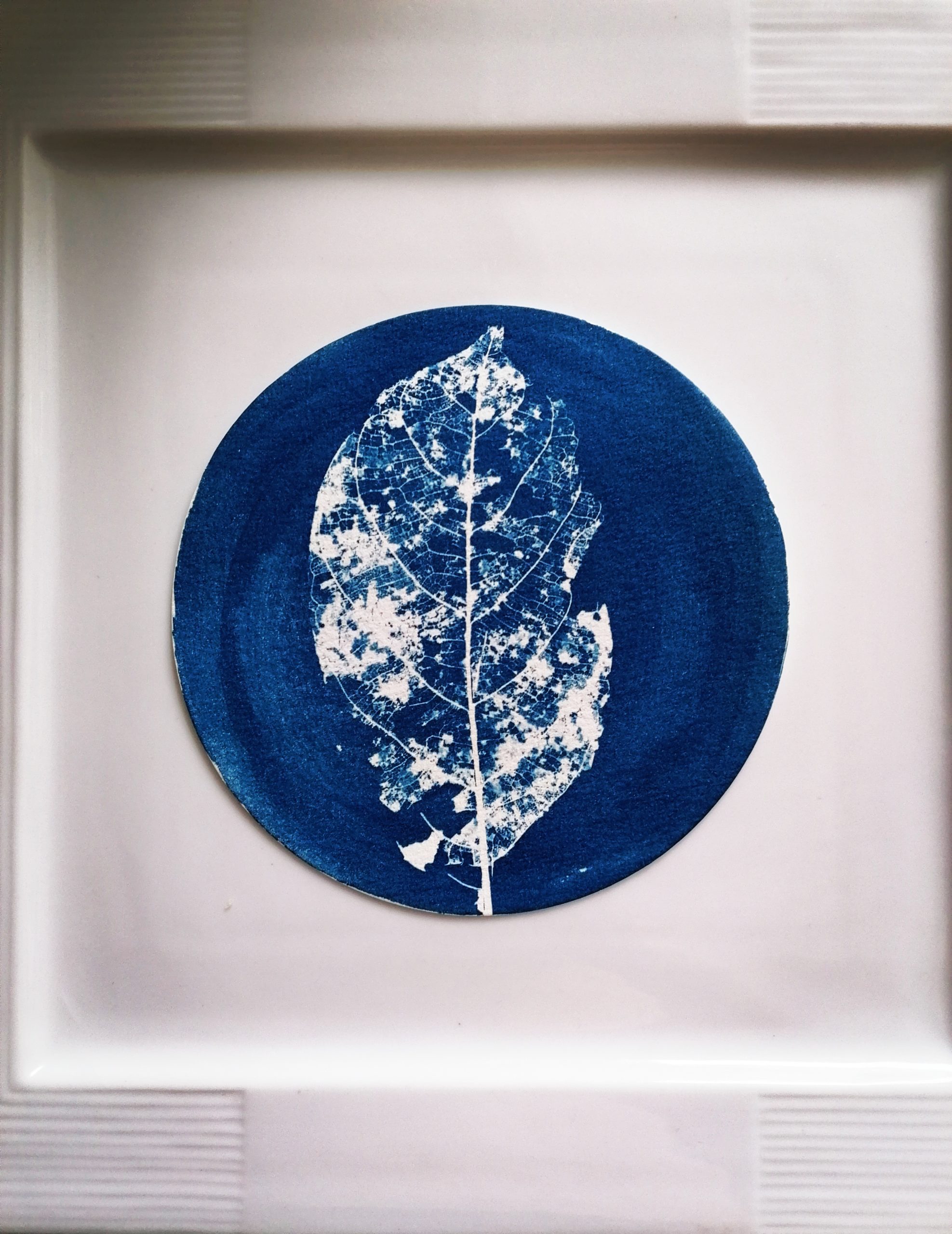 Cyanotype rond d'une feuille, encadré