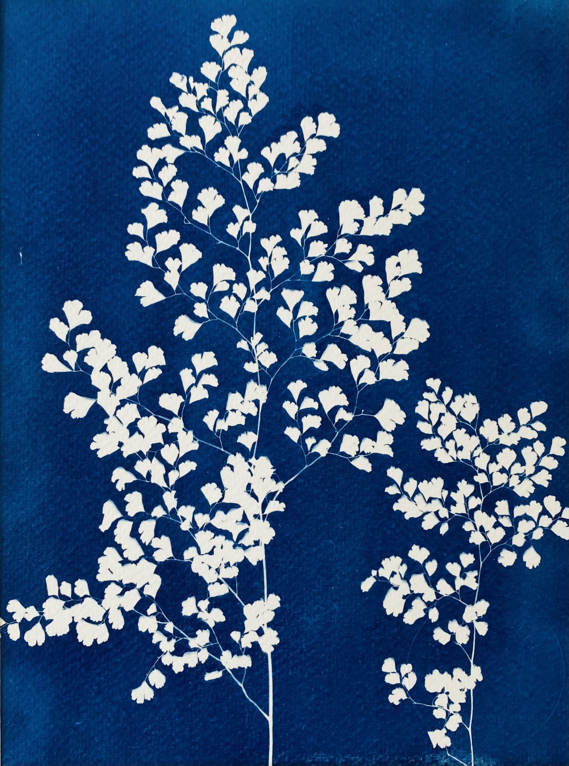 Cyanotype capillaire, empreinte végétale bleue