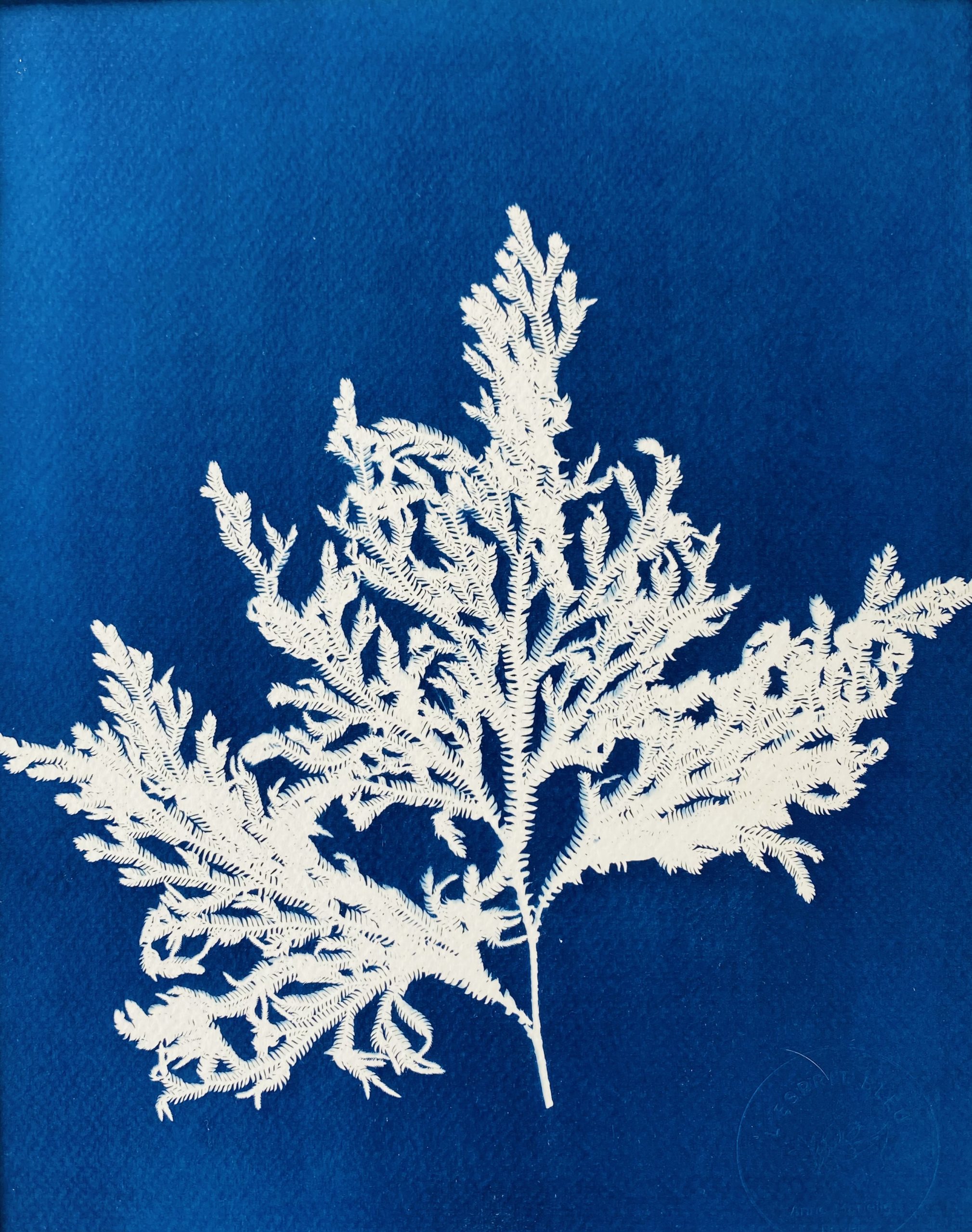 Cyanotype Fougère algue : fronde ramifiée blanche sur fond bleu