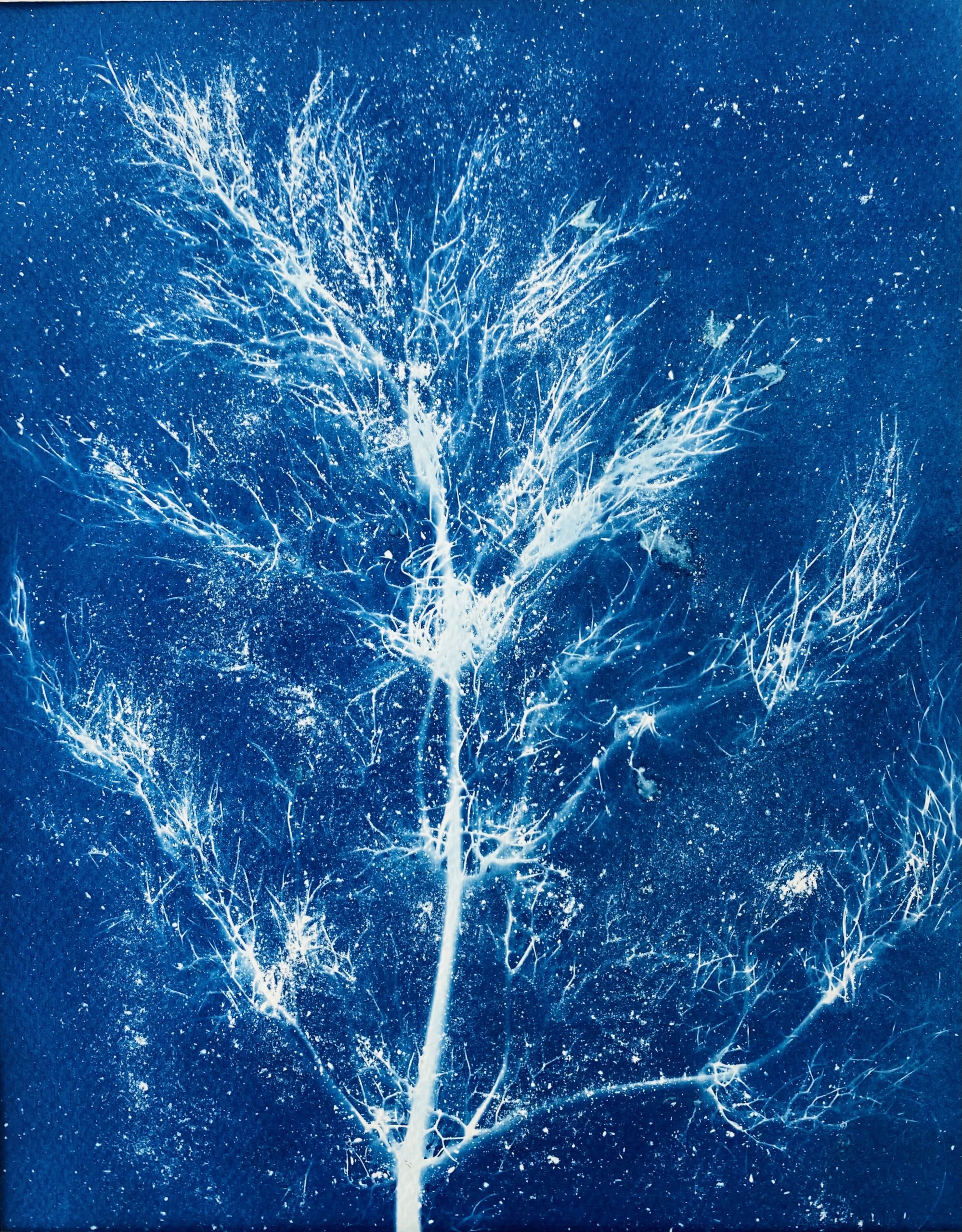 Cyanotype Fenouil cosmique : fines tiges de fenouil comme une constellation bleue
