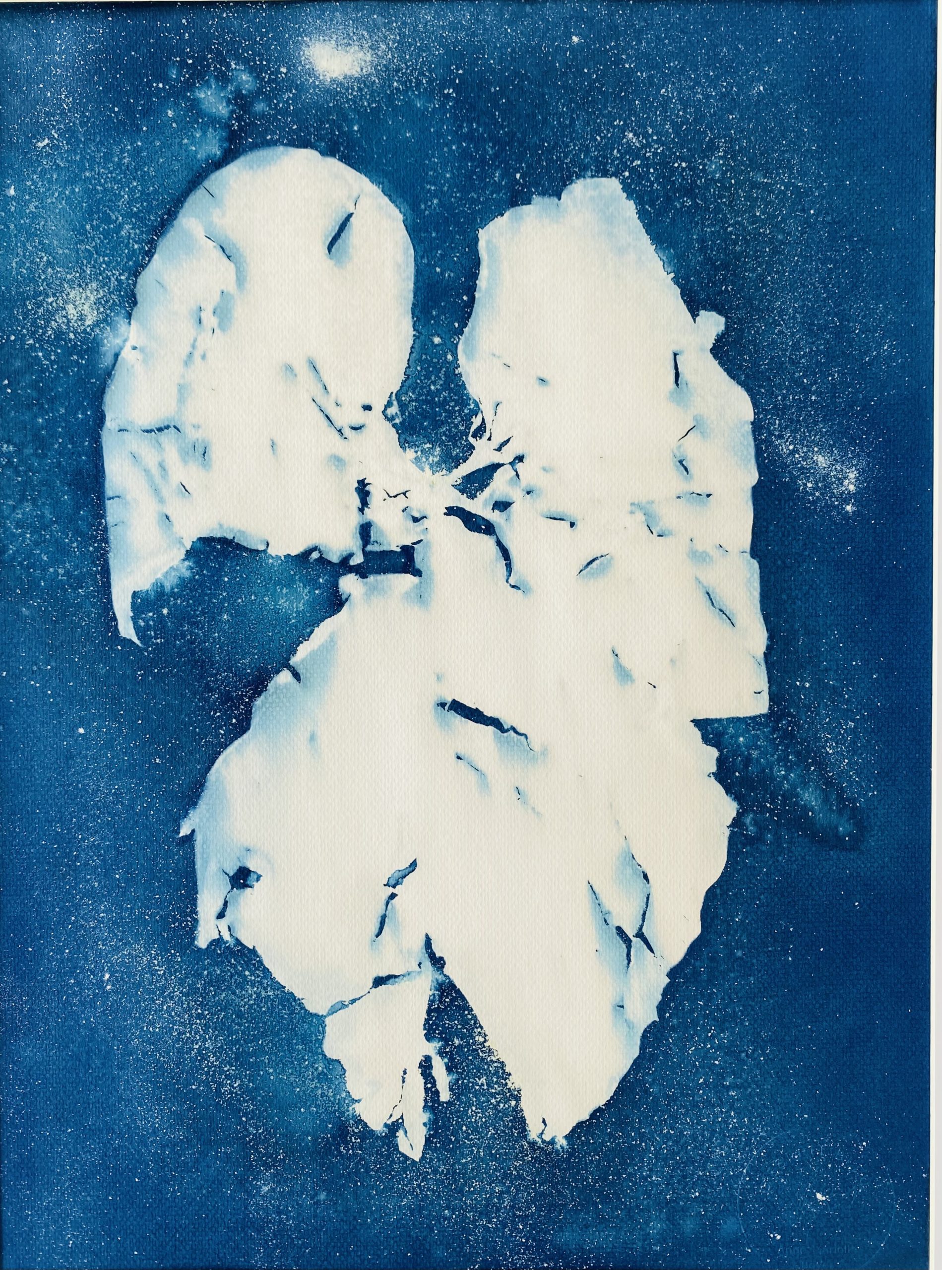 Cyanotype Songe humide : formes végétales blanches émergeant d'un bleu profond