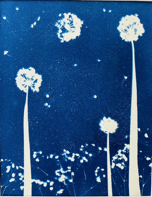 Cyanotype Fleur d'oignon : ombelles blanches sur longues tiges