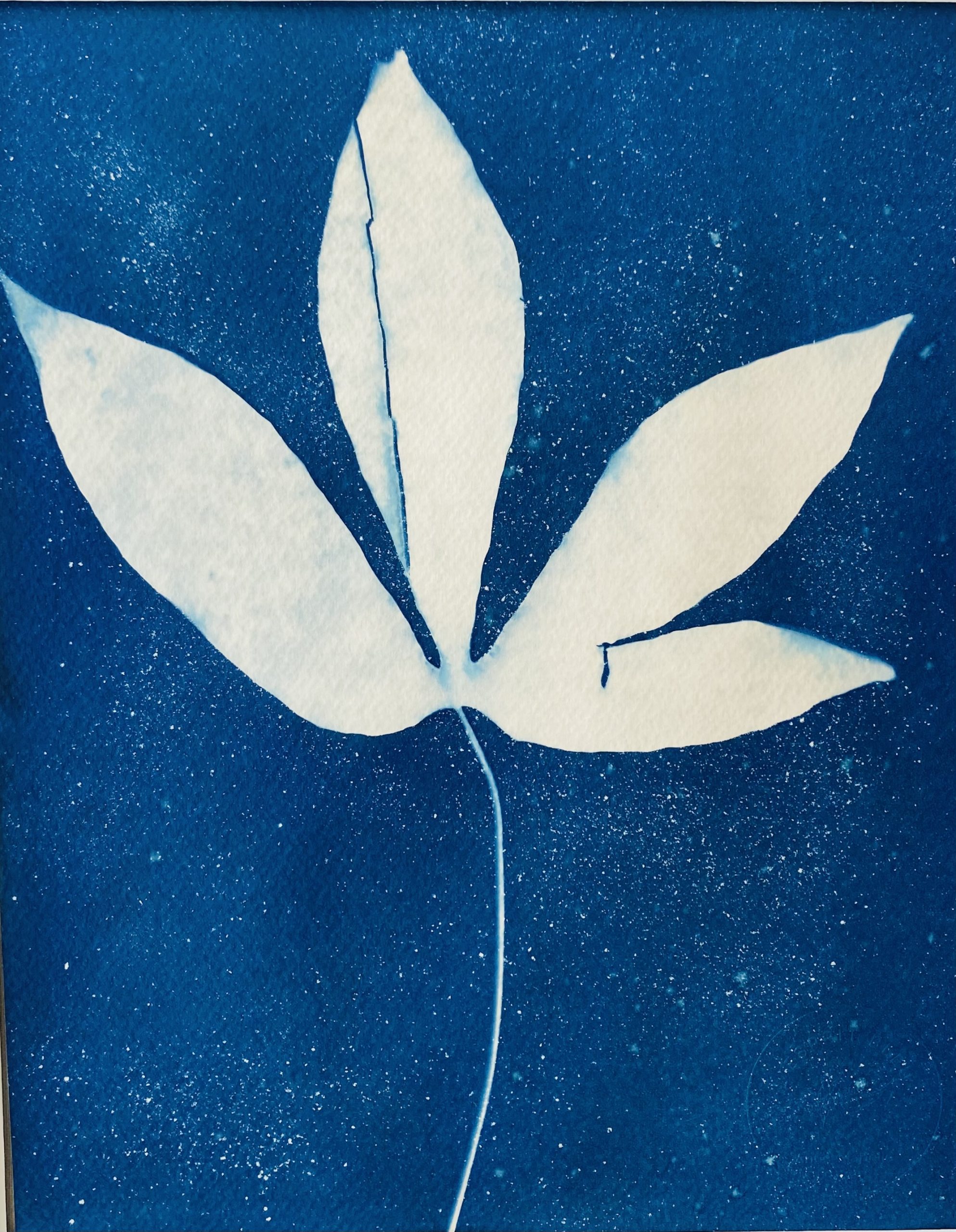 Cyanotype brède manioc