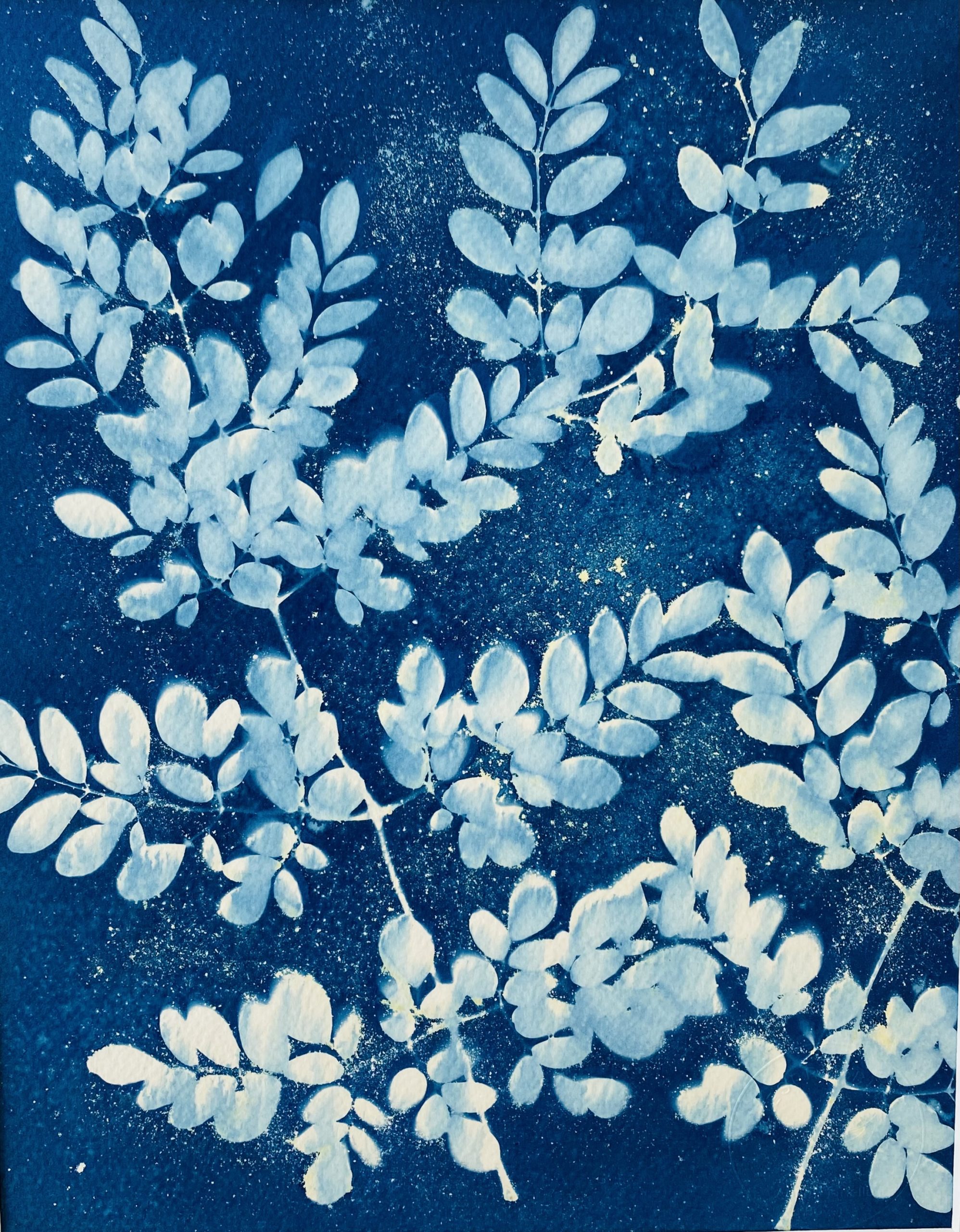 Cyanotype de feuilles de mouroung (moringa)
