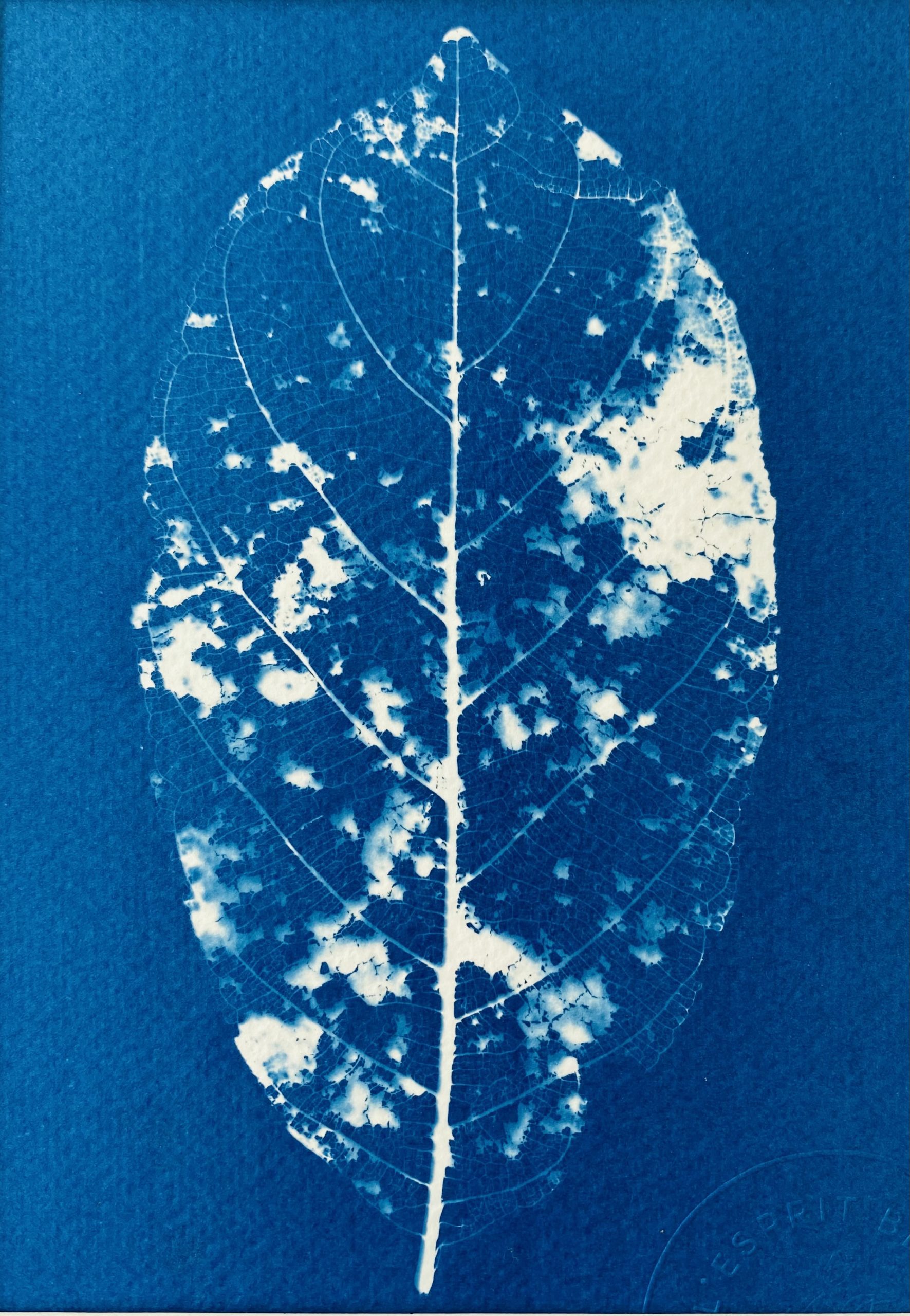 Cyanotype d'une feuille de jacquier en décomposition, nervures apparentes
