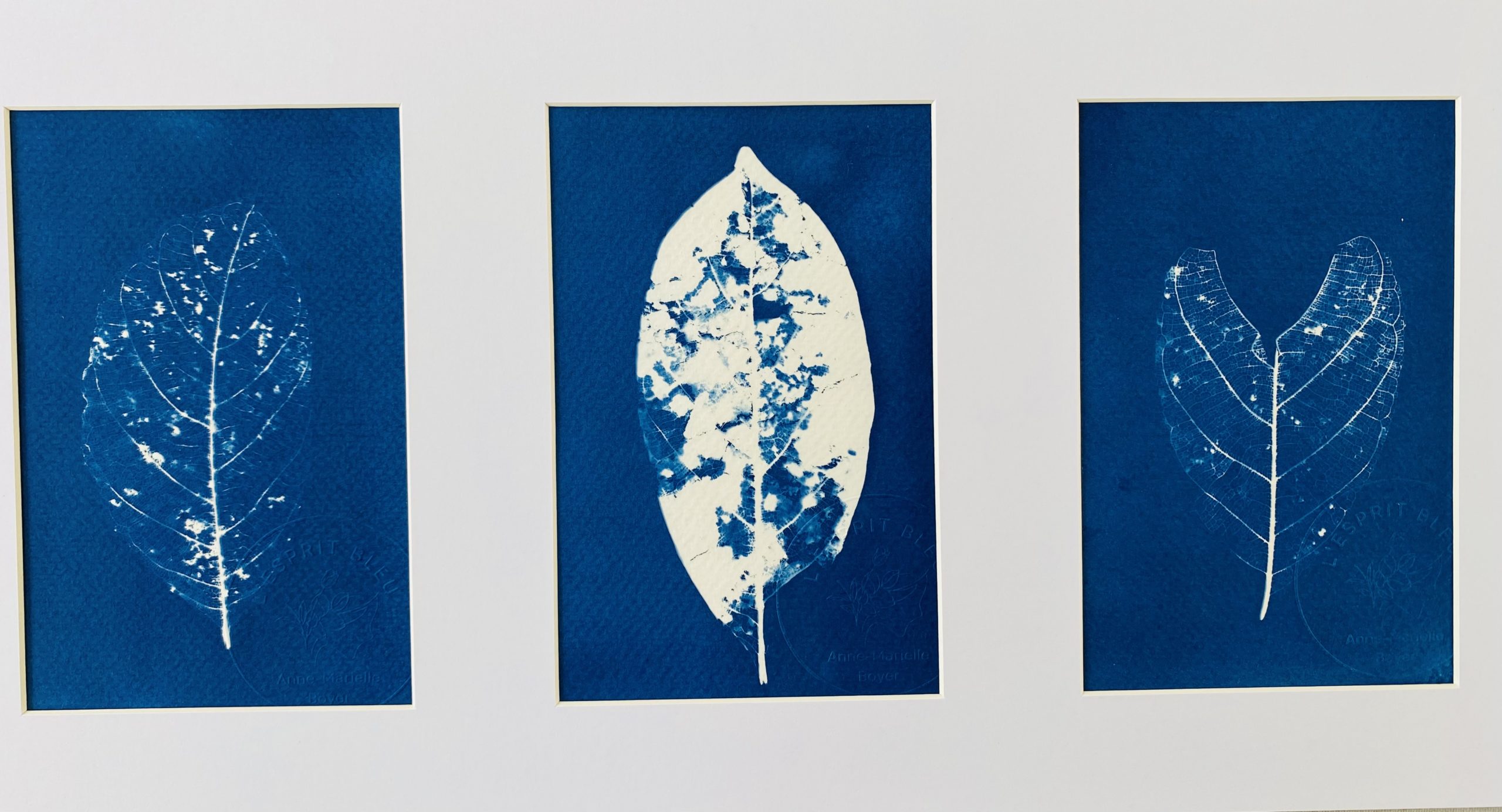 Triptyque de trois cyanotypes de feuilles de jacquier