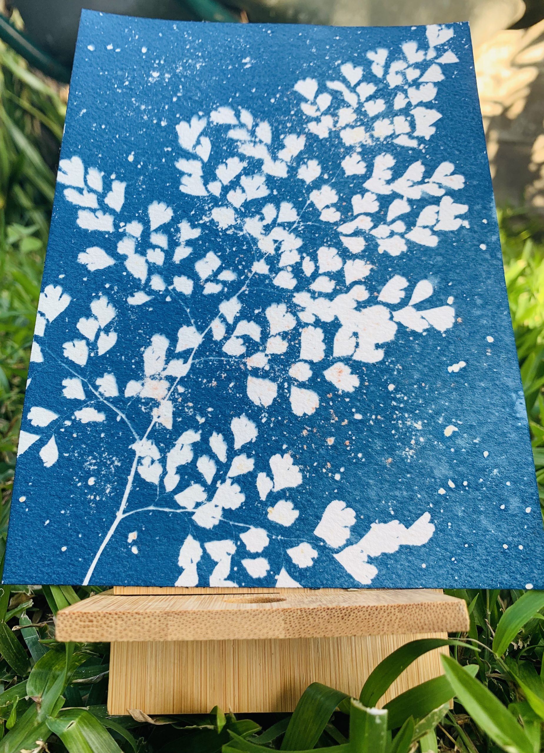 Tirage cyanotype de capillaire posé en extérieur sur un support de bois