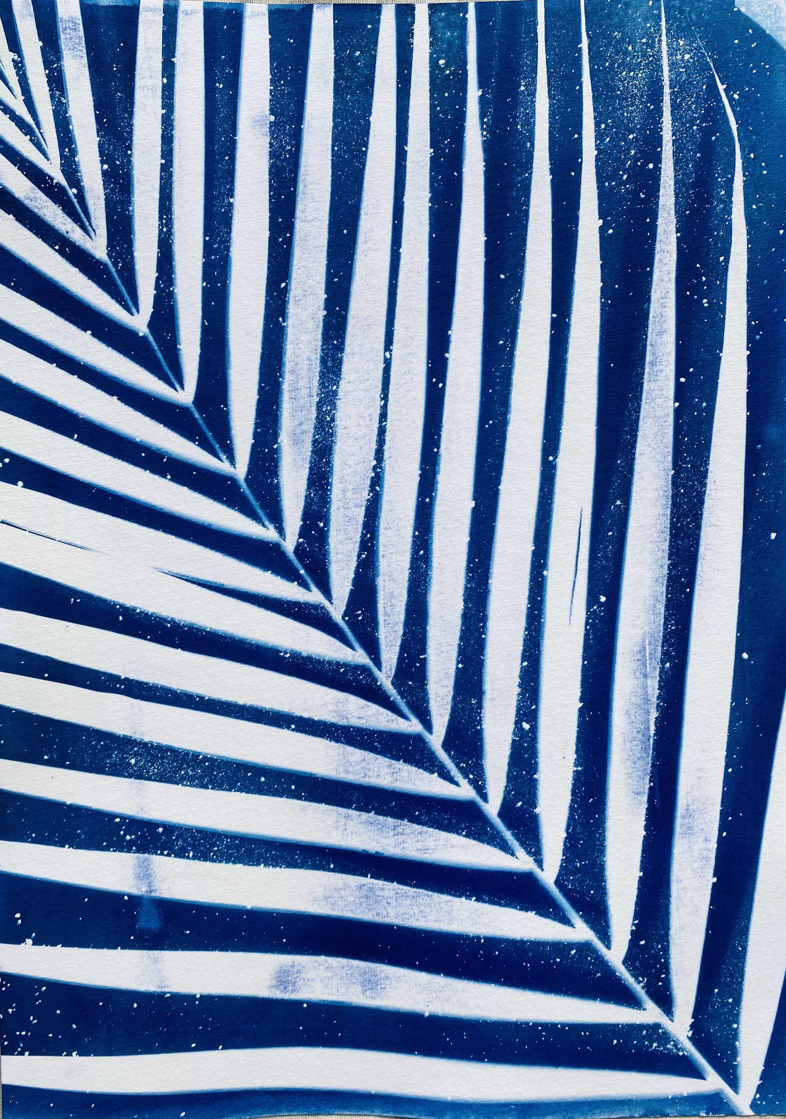 Cyanotype d'une feuille de palmier, empreinte blanche sur bleu profond